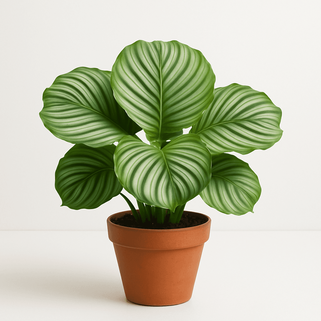 Calathea