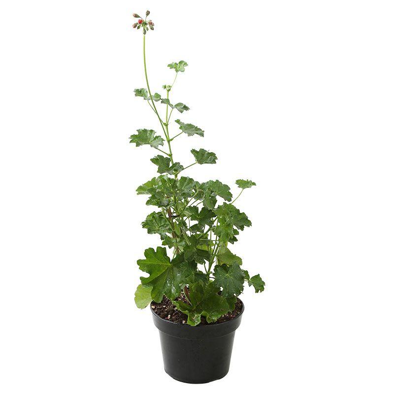 Geranio - Pelargonium hortorum