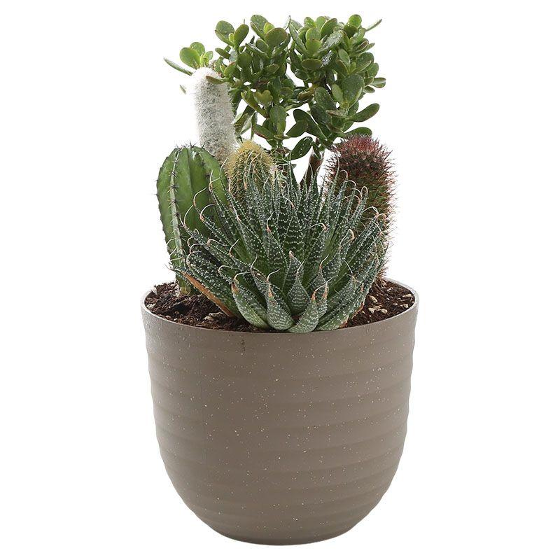 Terrario de cactus - Cactaceae