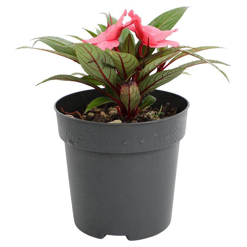 Chatía Nueva Guinea - Impatiens hawkeri