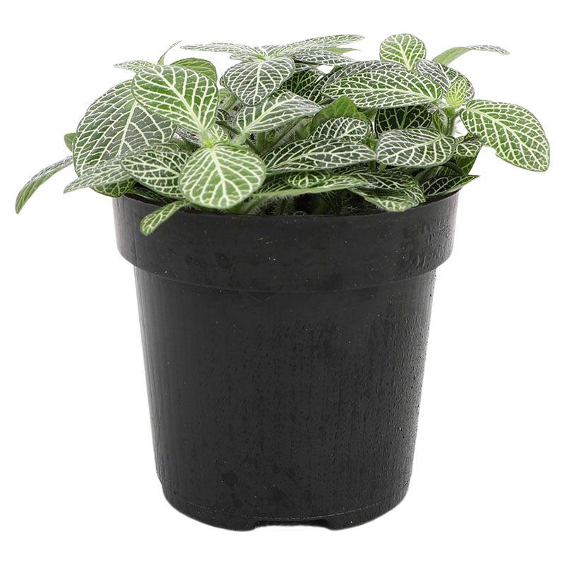 Fittonia - Fittonia albivenis
