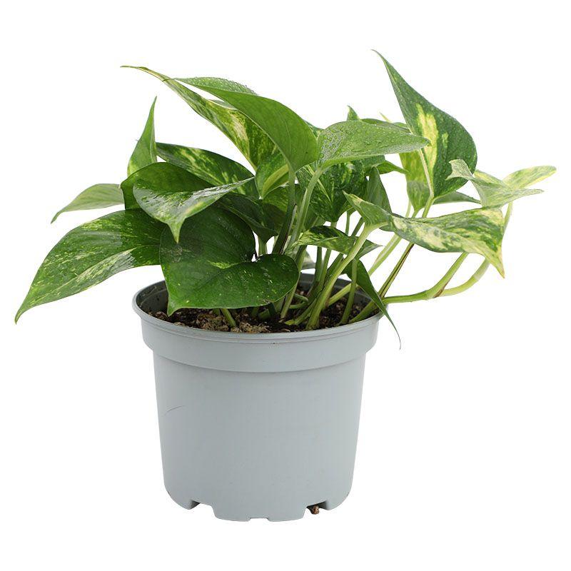 Teléfono - Epipremnum aureum
