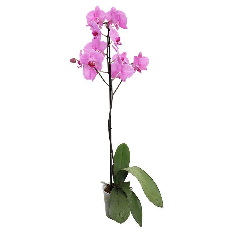 Orquídea Phalaenopsis - Phalaenopsis spp.