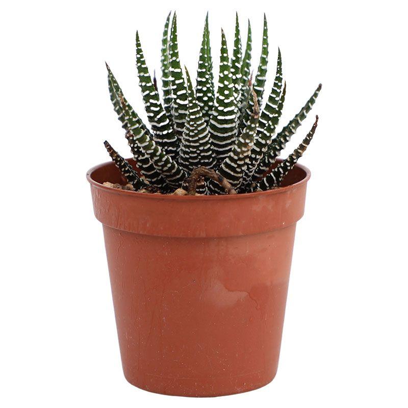 Aloe fasciata 5cm