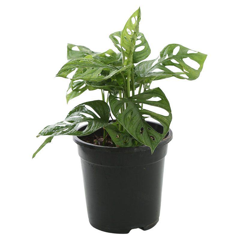 Monstera - Monstera deliciosa