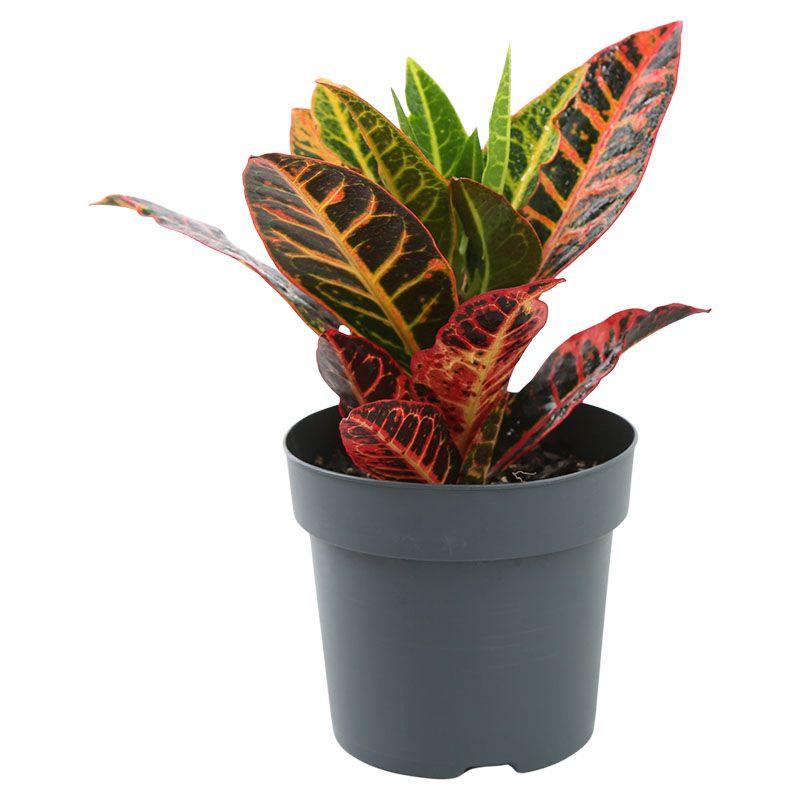 Croton - Codiaeum variegatum