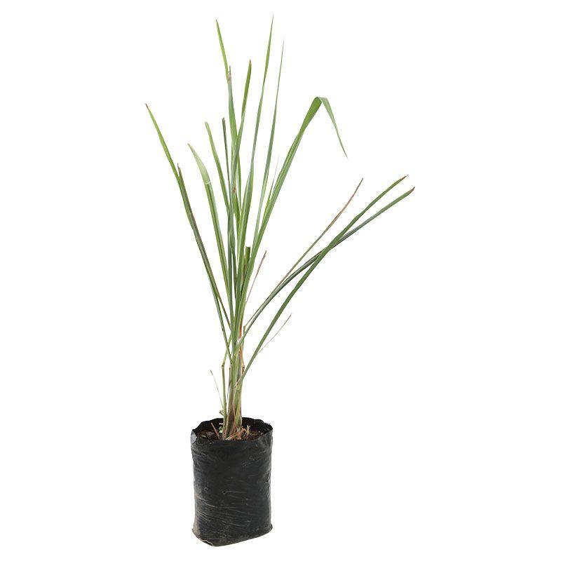Té de limón - Cymbopogon citratus