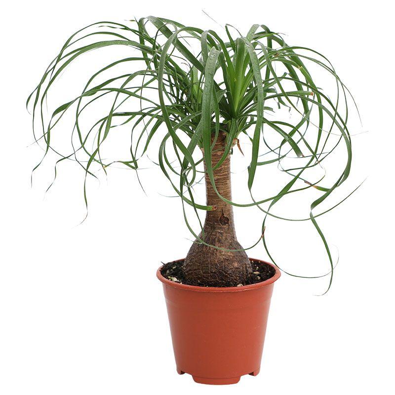 Pata de elefante - Beaucarnea recurvata