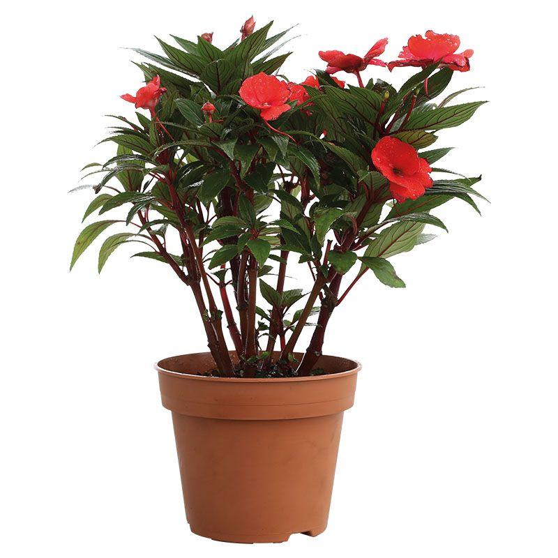 Chatía - Impatiens walleriana