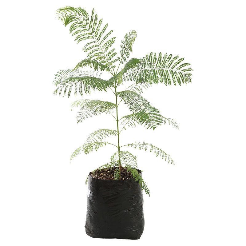 Jacaranda - Jacaranda mimosifolia