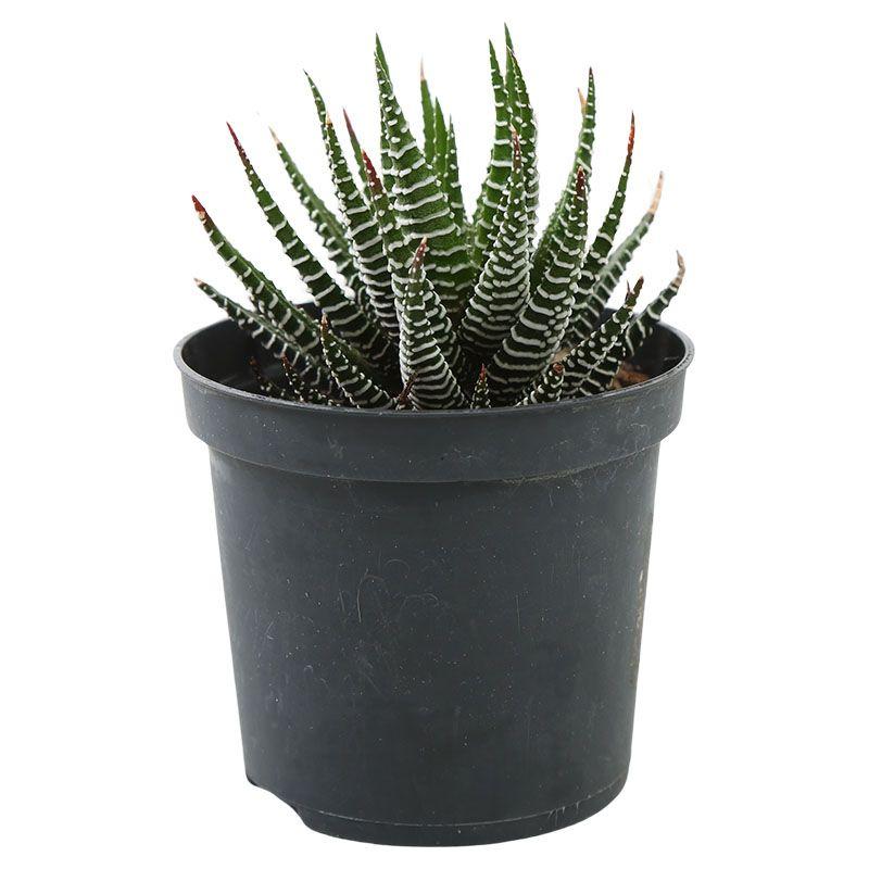 Haworthia - Haworthia spp.
