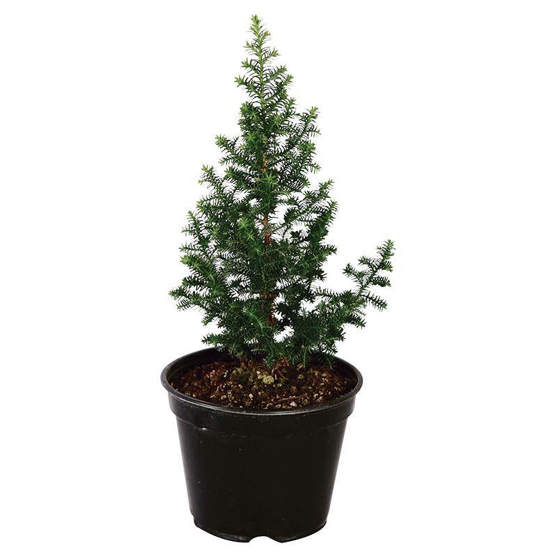 Mini pino - Chamaecyparis obtusa