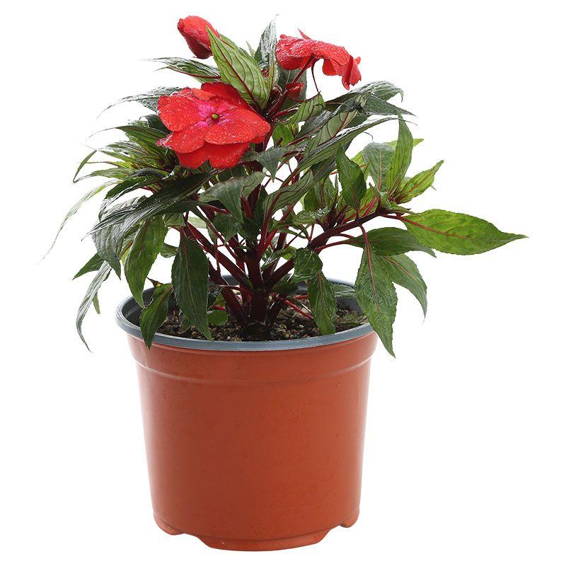 Chatía - Impatiens walleriana