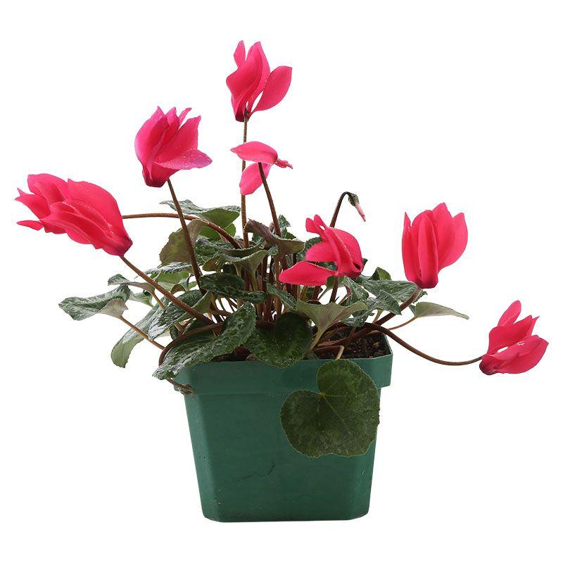 Ciclamen - Cyclamen persicum