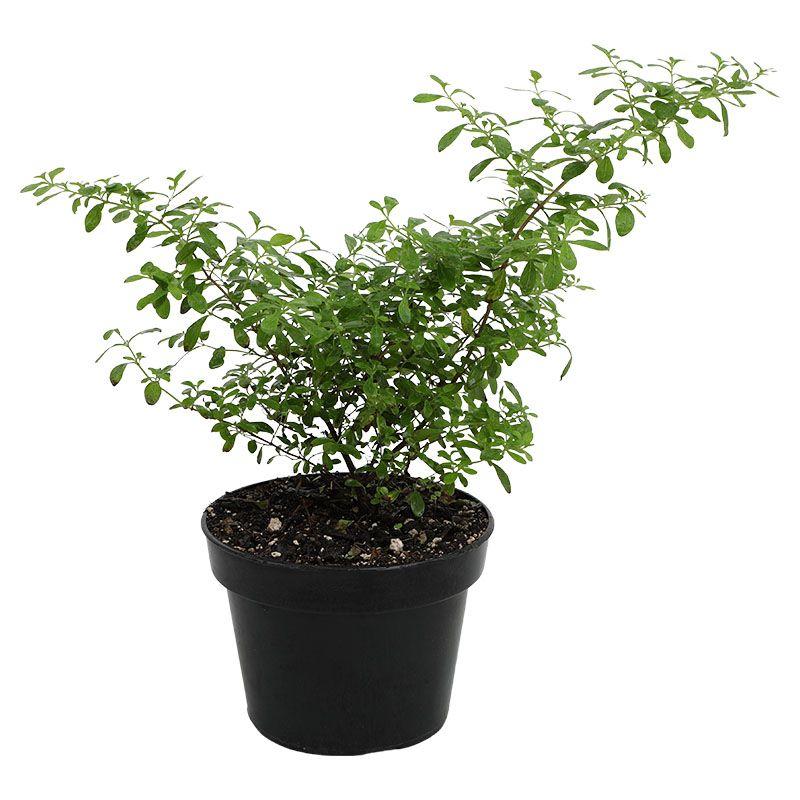 Menta - Mentha spicata