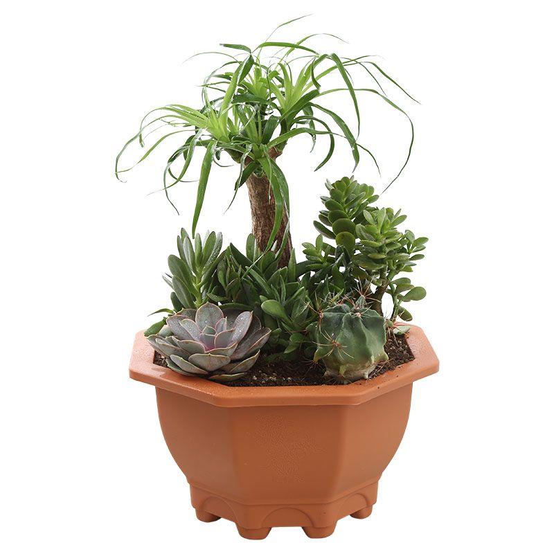 Suculenta - varias especies