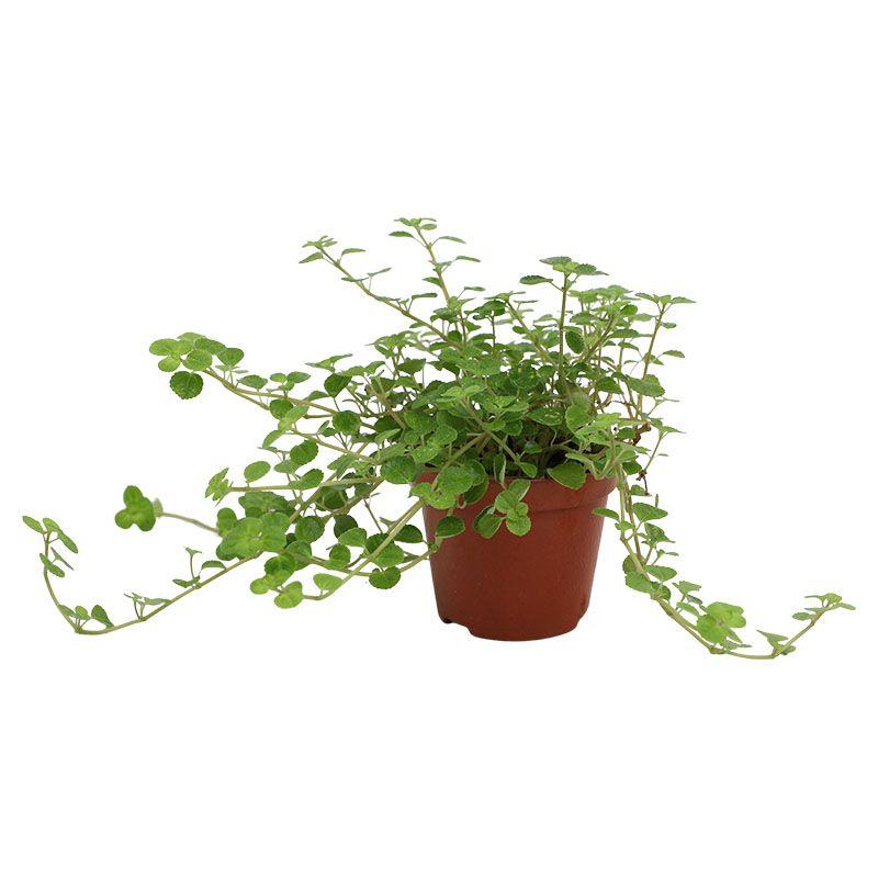 Centavito - Callisia repens