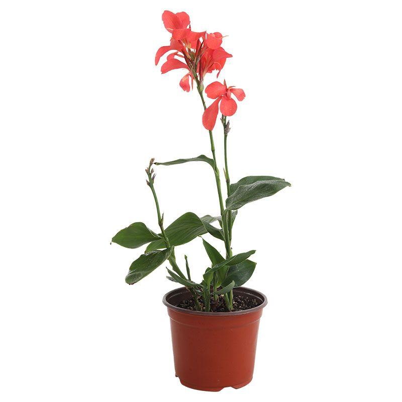 Canna - Canna indica