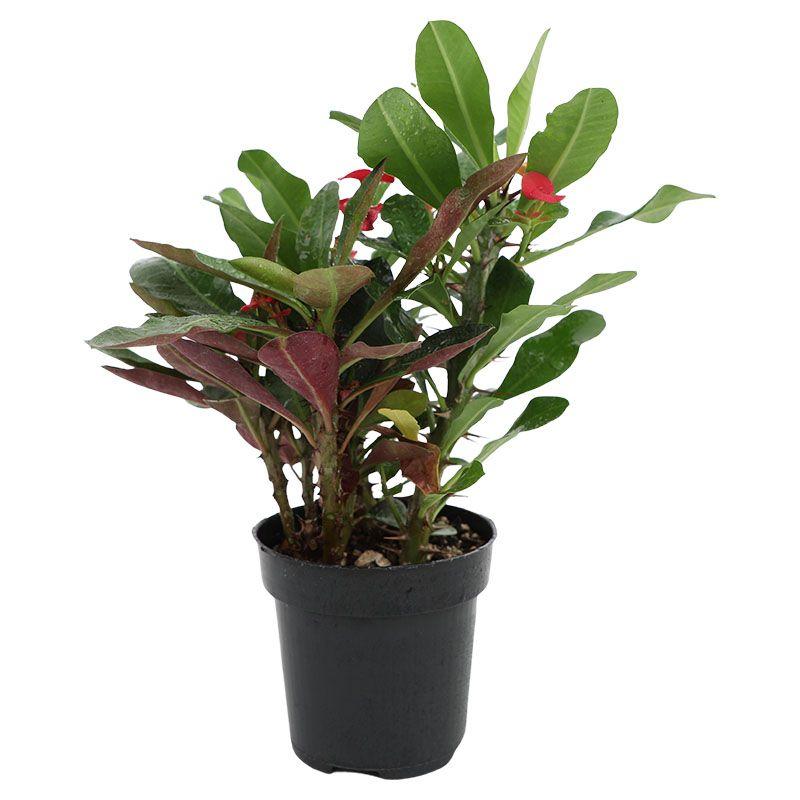 Euforbia - Euphorbia milii