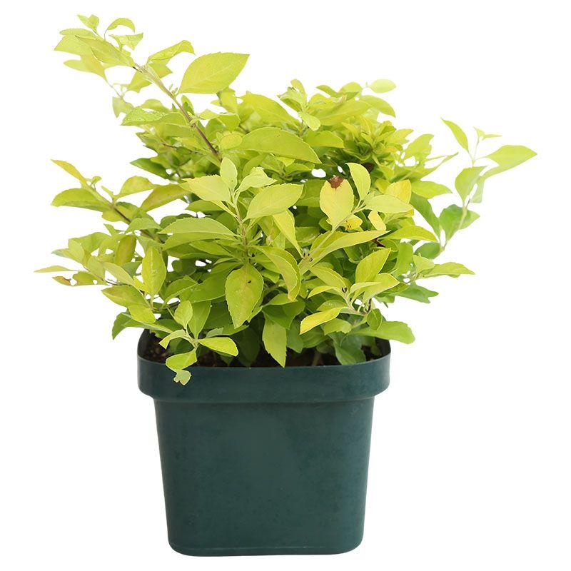 Duranta - Duranta erecta