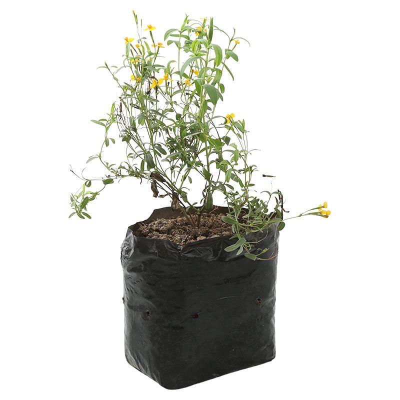 Pericón - Tagetes lucida