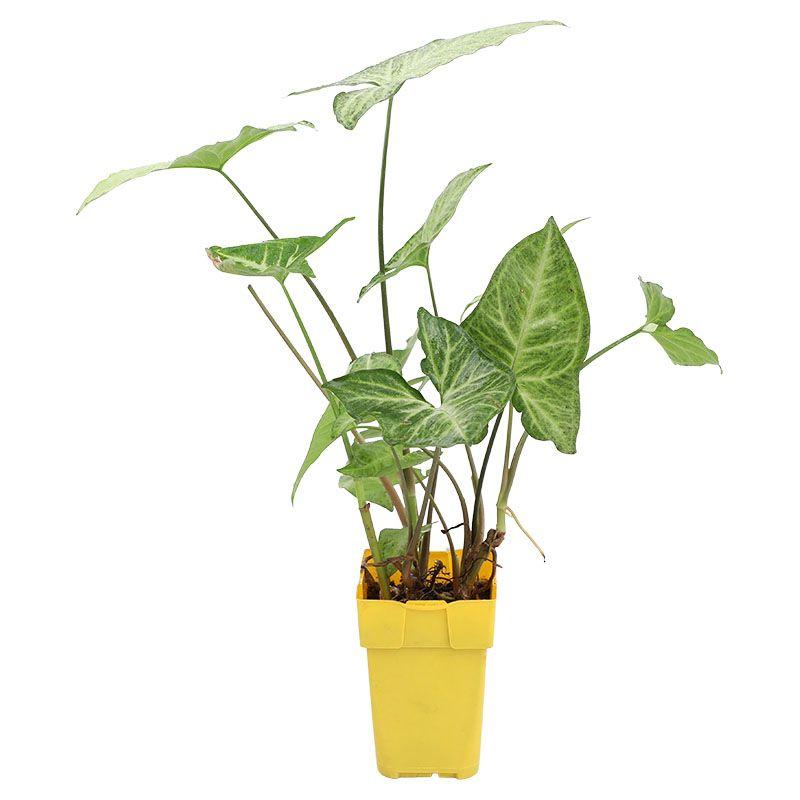 Singonio - Syngonium podophyllum