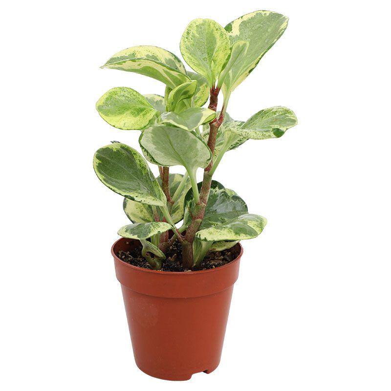 Peperomia - Peperomia obtusifolia