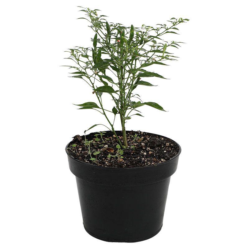 Chile diente de perro - Capsicum annuum