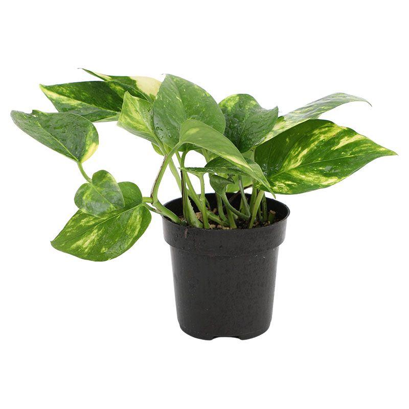 Teléfono - Epipremnum aureum