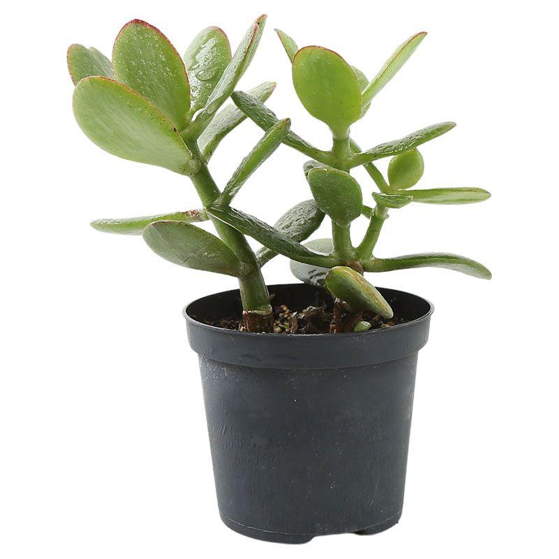 Sedum - Sedum spp.