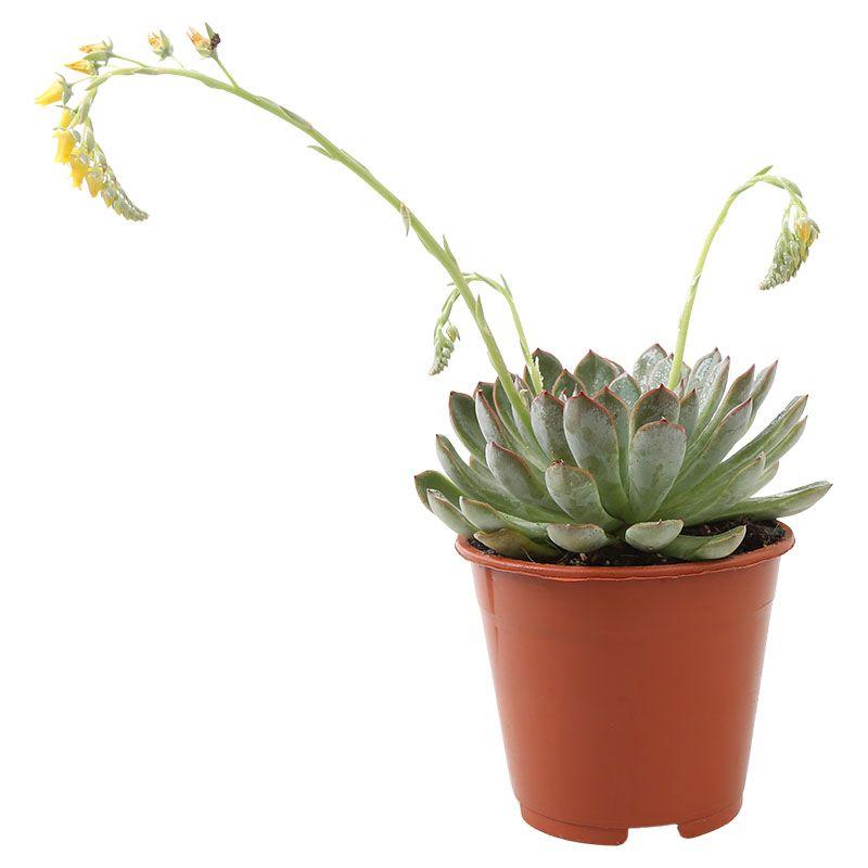 Suculenta - varias especies