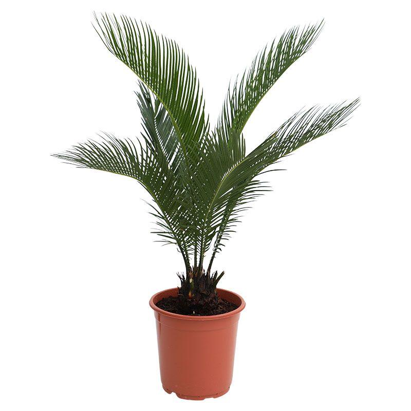 Cica - Cycas revoluta