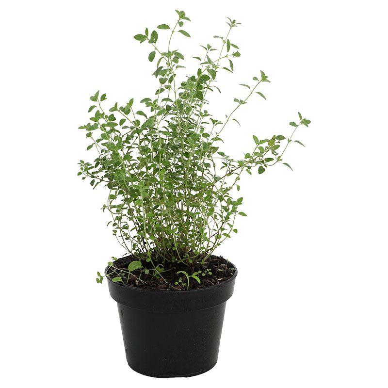 Orégano - Origanum vulgare