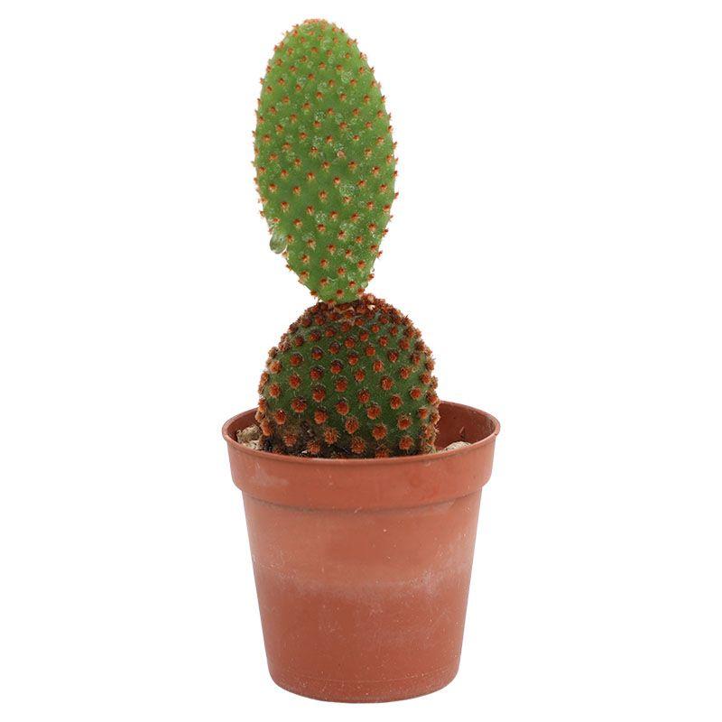 Nopal cegador - Opuntia microdasys