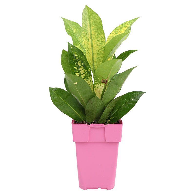 Croton - Codiaeum variegatum
