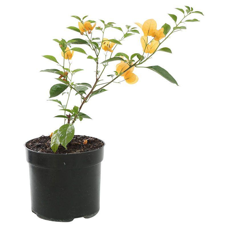 Buganvilia - Bougainvillea spectabilis