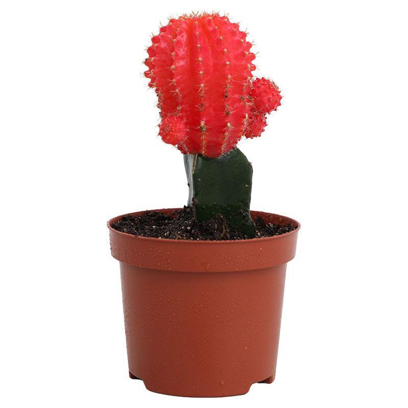 Cactus injertado - Gymnocalycium mihanovichii
