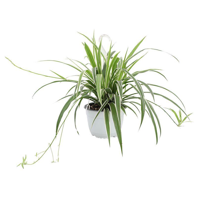 Cinta - Chlorophytum comosum