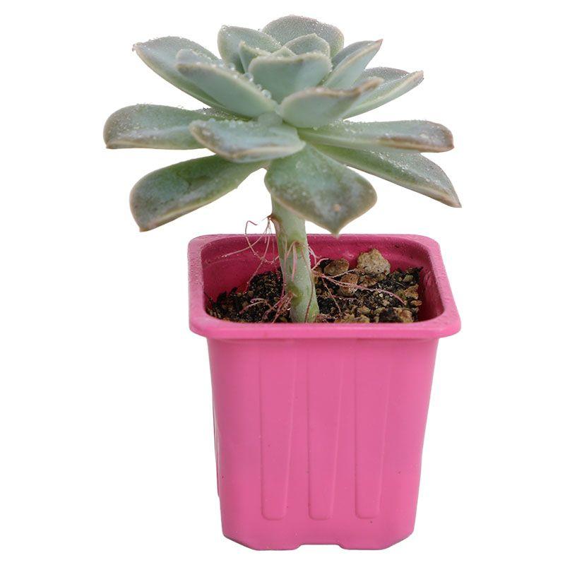 Echeveria - Echeveria spp.