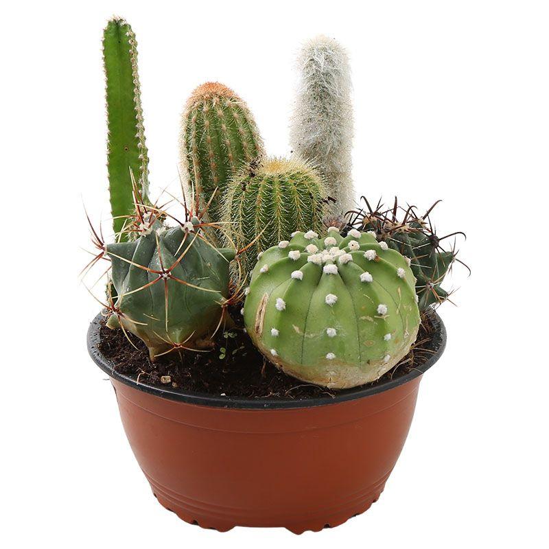 Cactus - Cactaceae