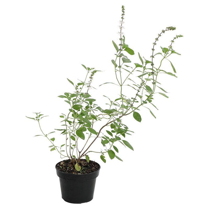 Albahaca blanca - Ocimum basilicum