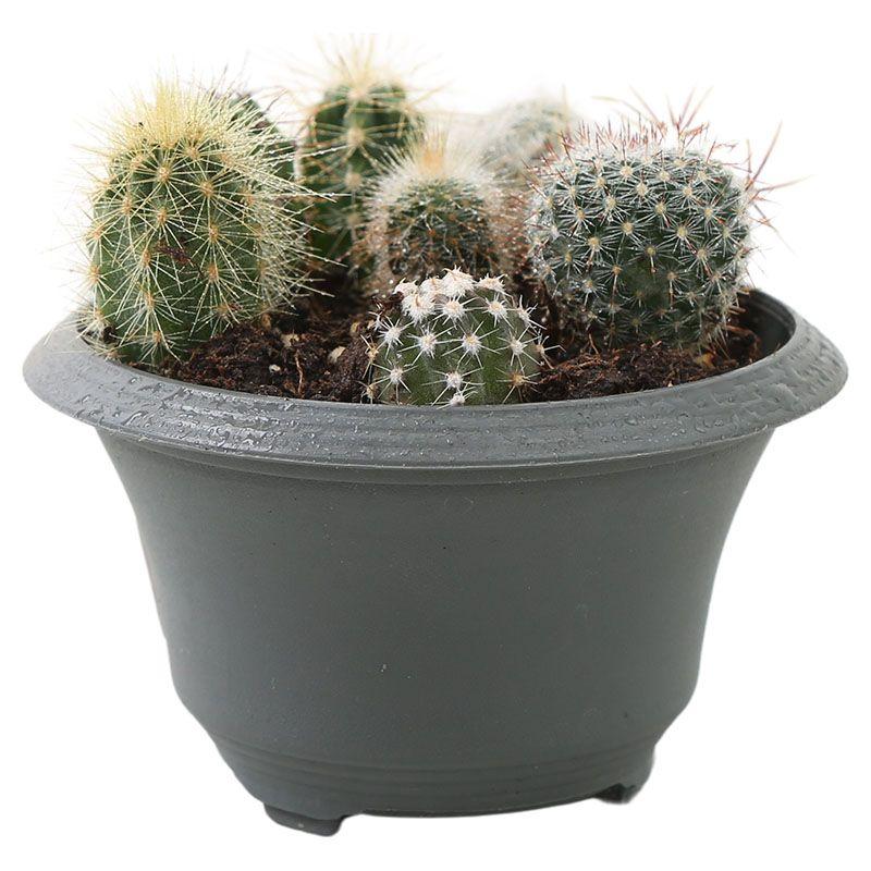 Cactus - Cactaceae