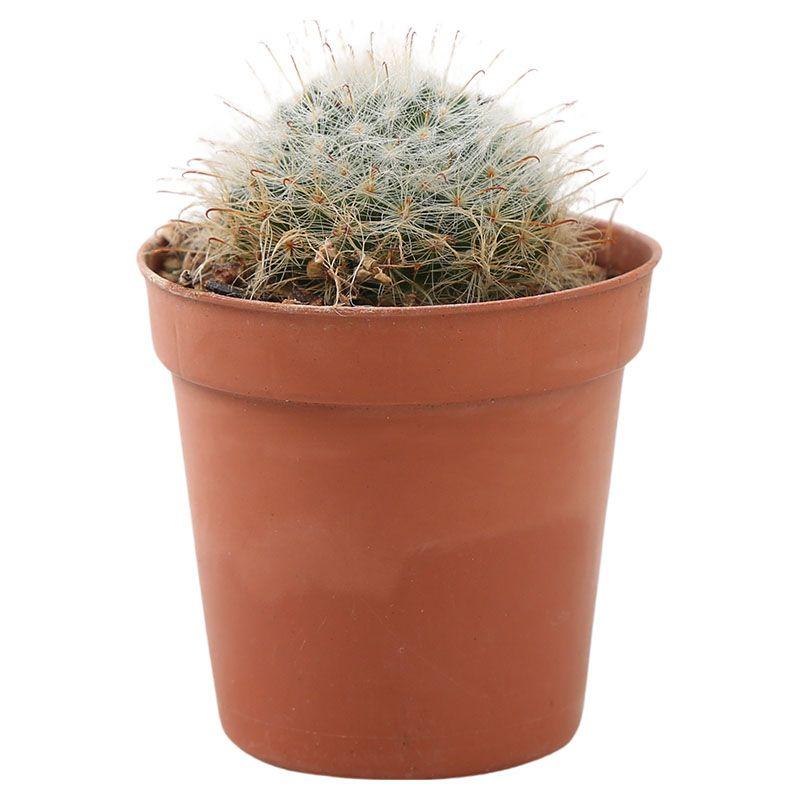 Mamilaria - Mammillaria spp.