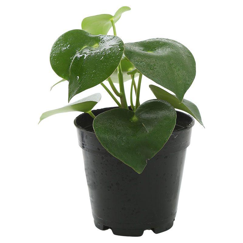 Peperomia - Peperomia obtusifolia