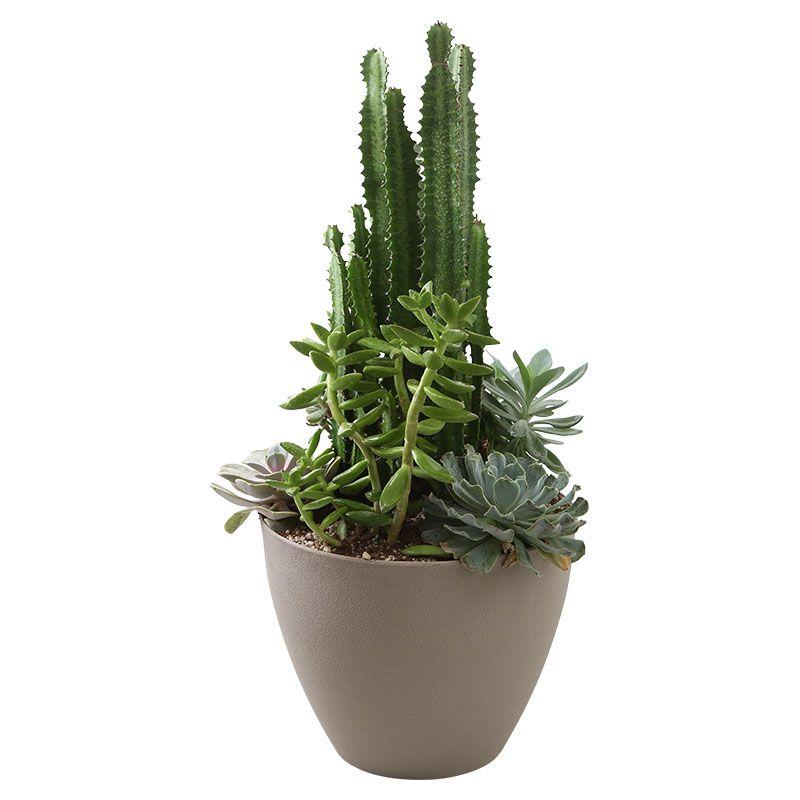 Suculenta - varias especies